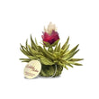 Fleur de thé Perle de Pêche - Pack de 8 fleurs